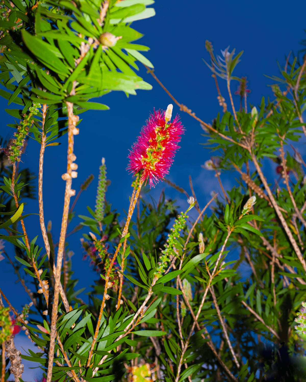 Blumen, Paradies, Neuseeland