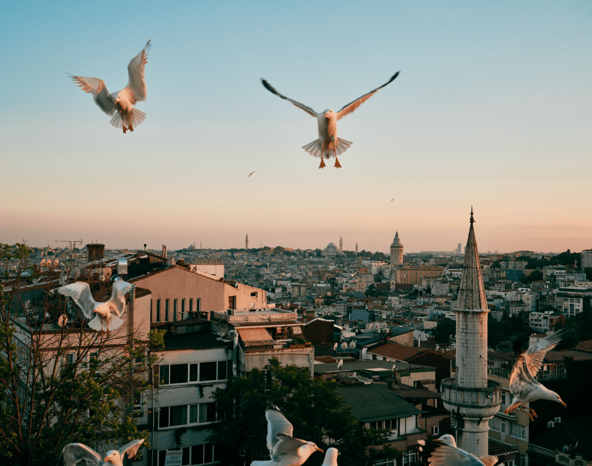 seagulls over istanbul