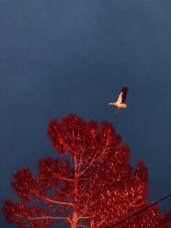 storks, alentejo, portugal, pine tree
