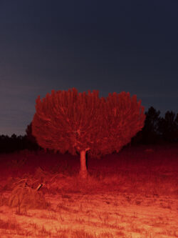 alentejo, tree, portugal