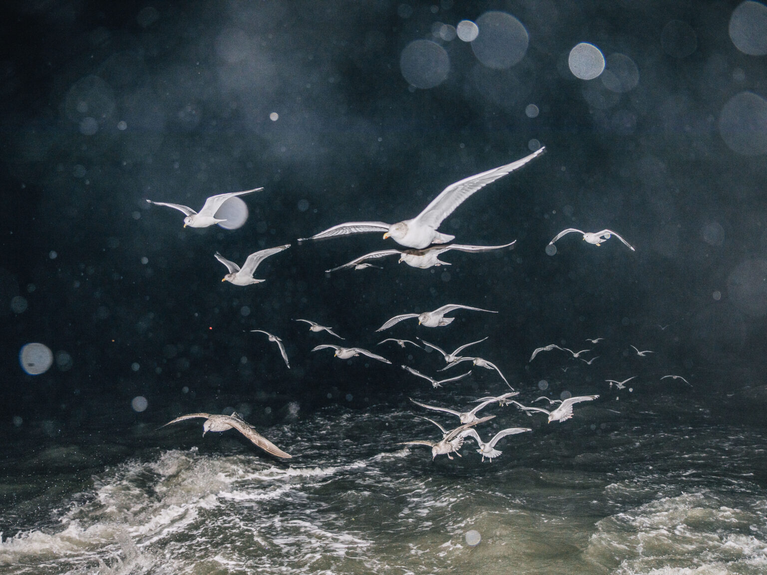 near-death experience, seagulls, northsea