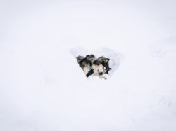 chillen, niederbayern, hund, schnee