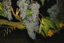 brunello, grape, italy, wine