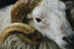 seele, ram, gaze, habsburg