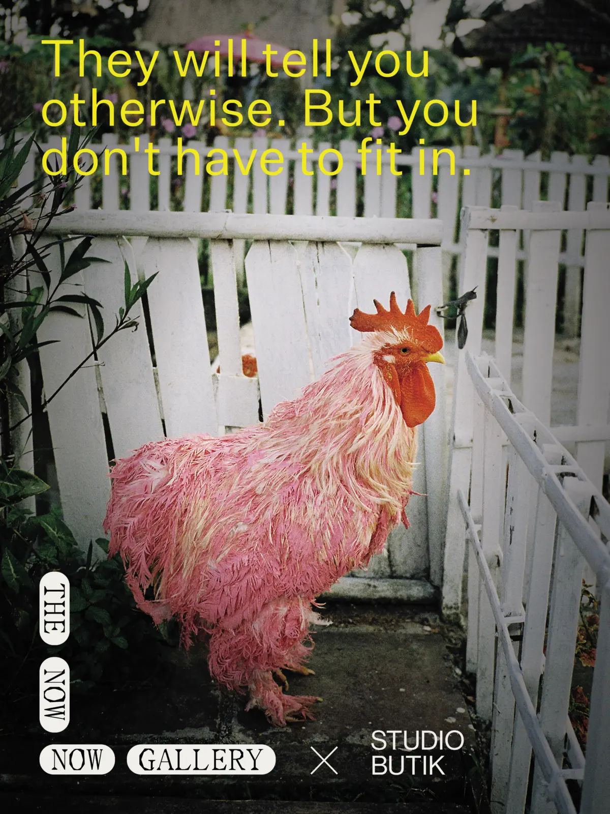 on this poster you see a pink cock. his feathers are dyed by accident.