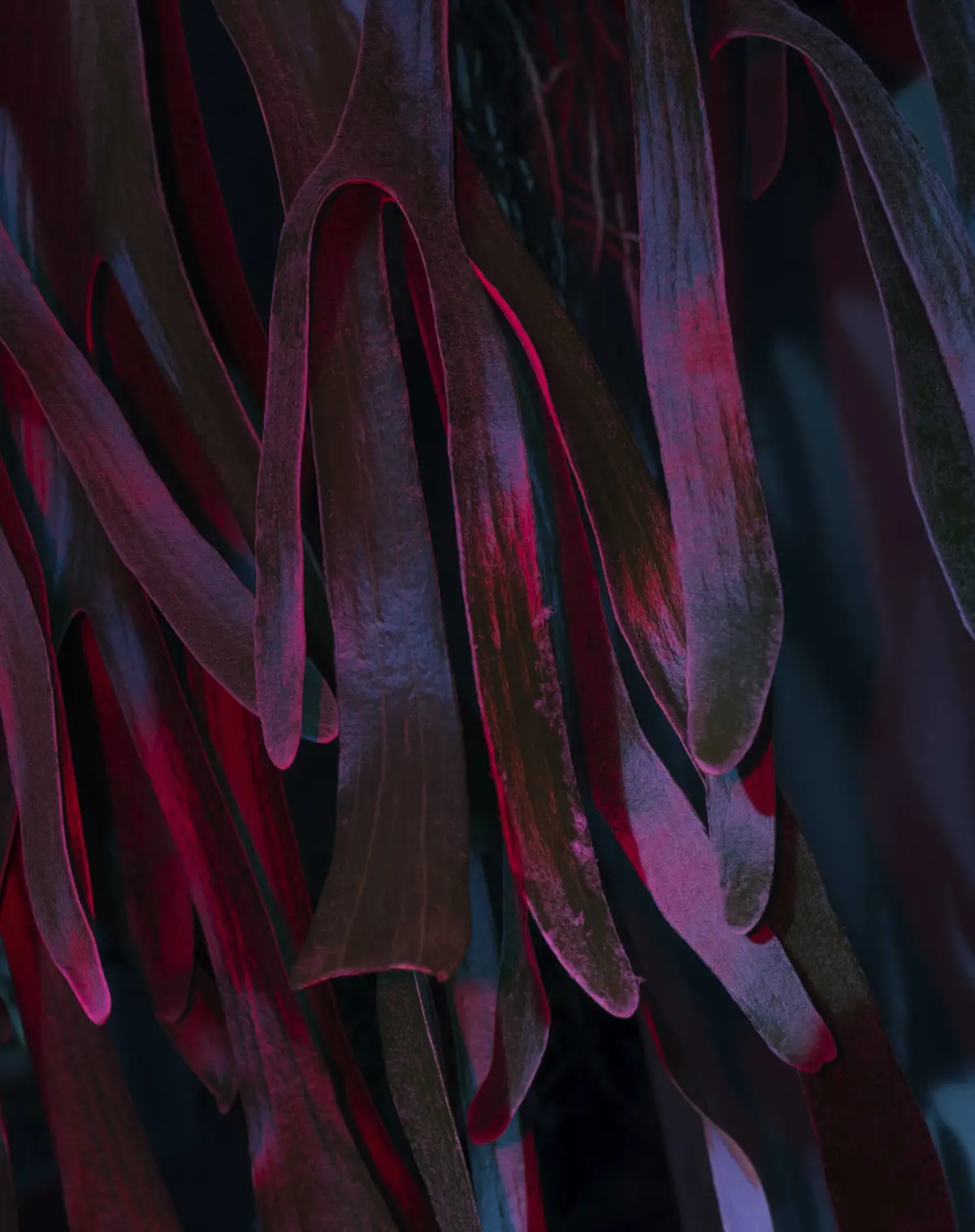 plant botanical garden Brooklyn. taken by Gina Bolle.