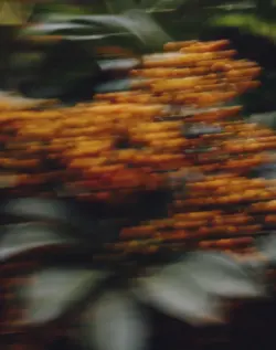 blurred orrange berries